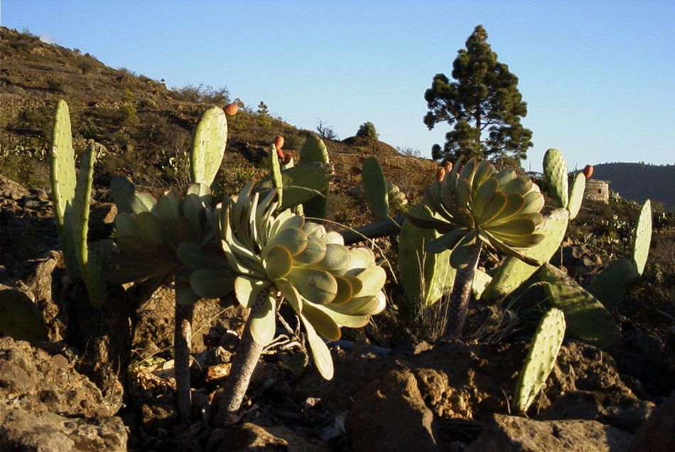 2020-01-09 92 Tenerife.jpg