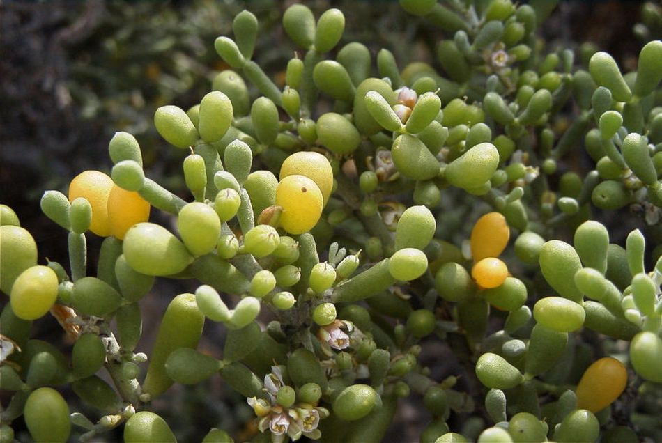 2020-01-09 96 Tenerife.jpg