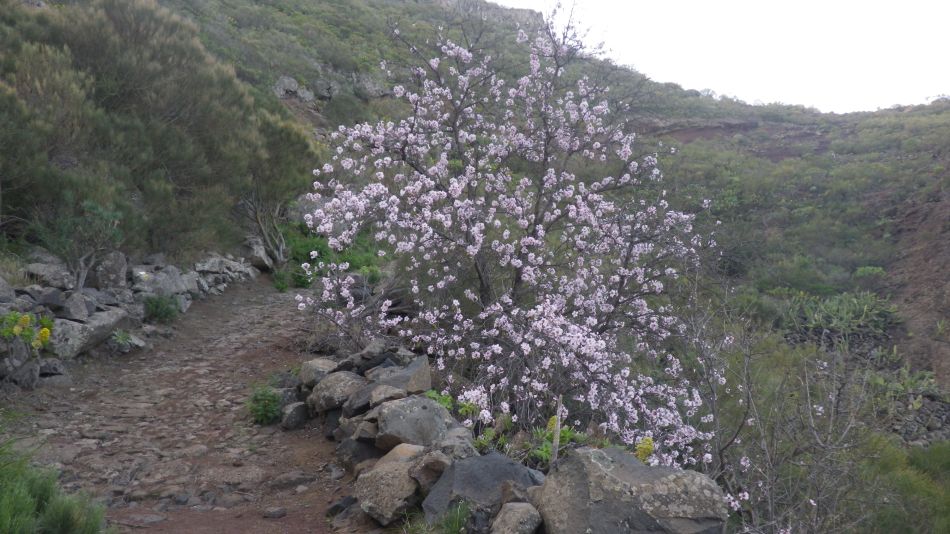 2020-01-29 10 Walk 19 Almonds.jpg