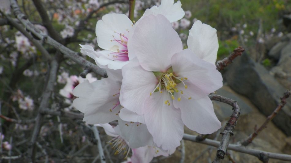 2020-01-29 11 Walk 19 Almonds.jpg