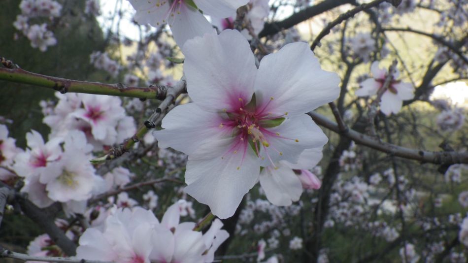 2020-01-29 12 Walk 19 Almonds.jpg