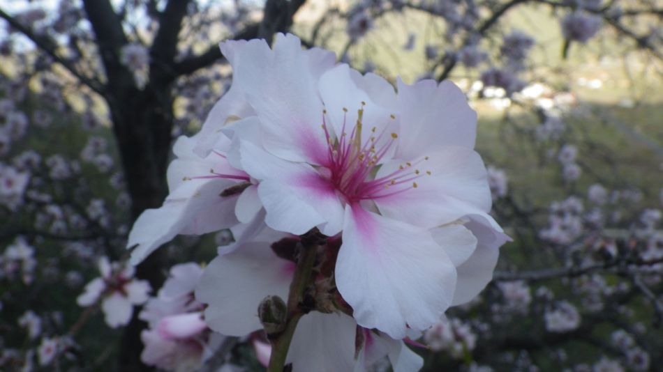 2020-01-29 13 Walk 19 Almonds.jpg