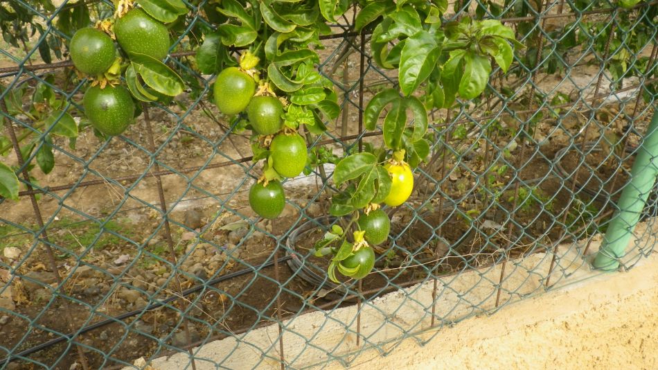 2020-02-04 05 Walk 23 Guia de Isora via Chio to Alcala.jpg