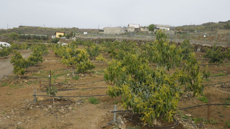 2020-02-04 06 Walk 23 Guia de Isora via Chio to Alcala.jpg