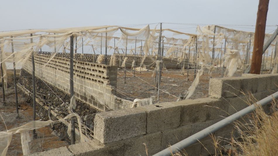 2020-02-04 10 Walk 23 Guia de Isora via Chio to Alcala.jpg