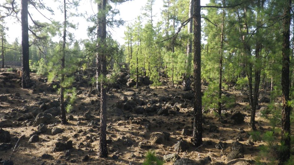 2020-05-01 07 Walk 20 Ermita Galeria Guia de Isora.jpg