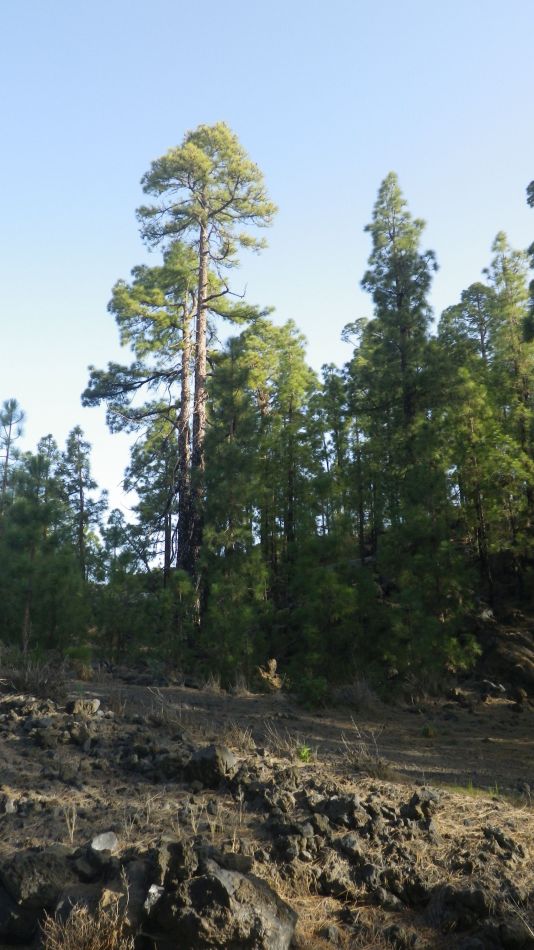 2020-05-01 08 Walk 20 Ermita Galeria Guia de Isora.jpg