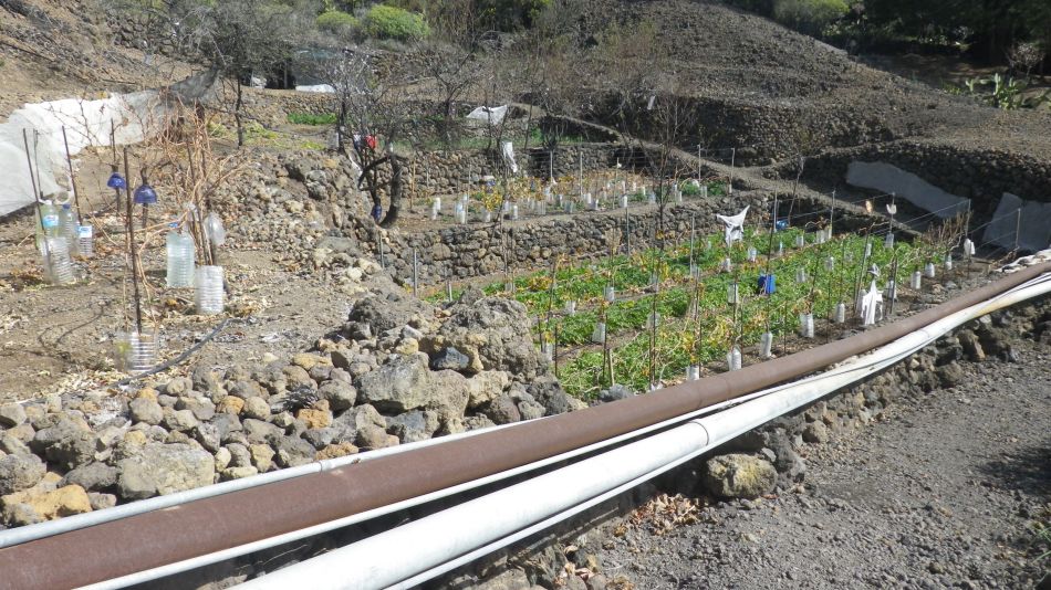 2020-05-01 19 Walk 20 Ermita Galeria Guia de Isora.jpg