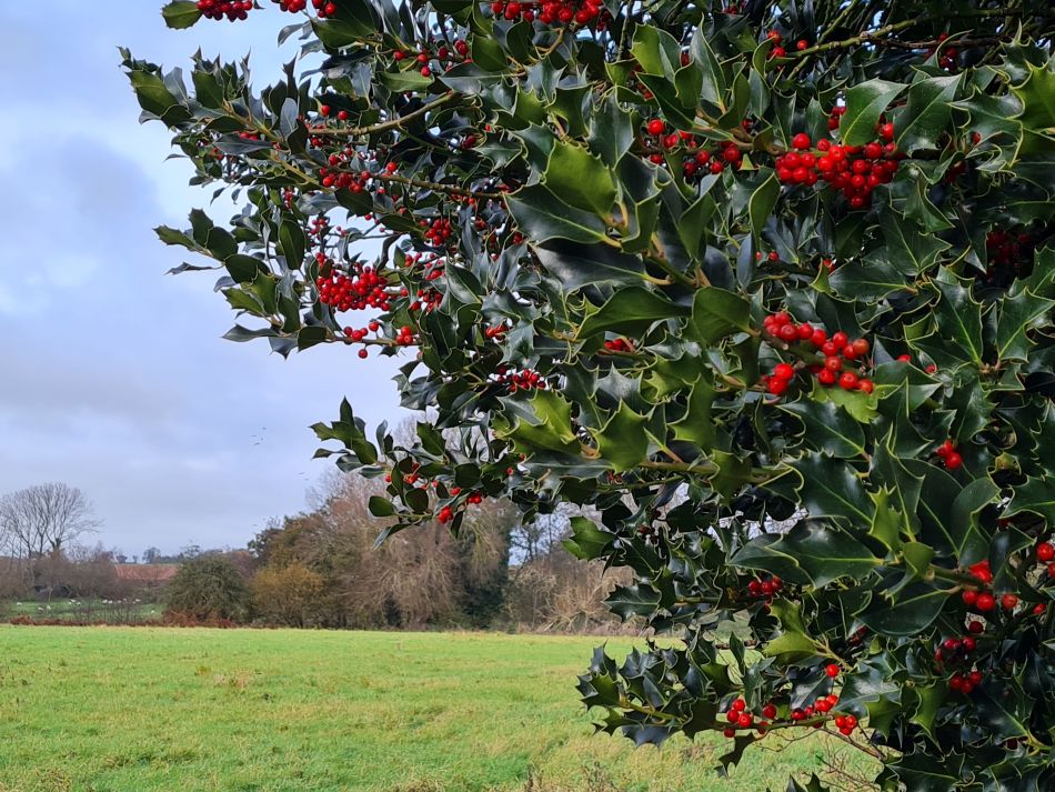 2023-11-21 16 Bure Park.jpg