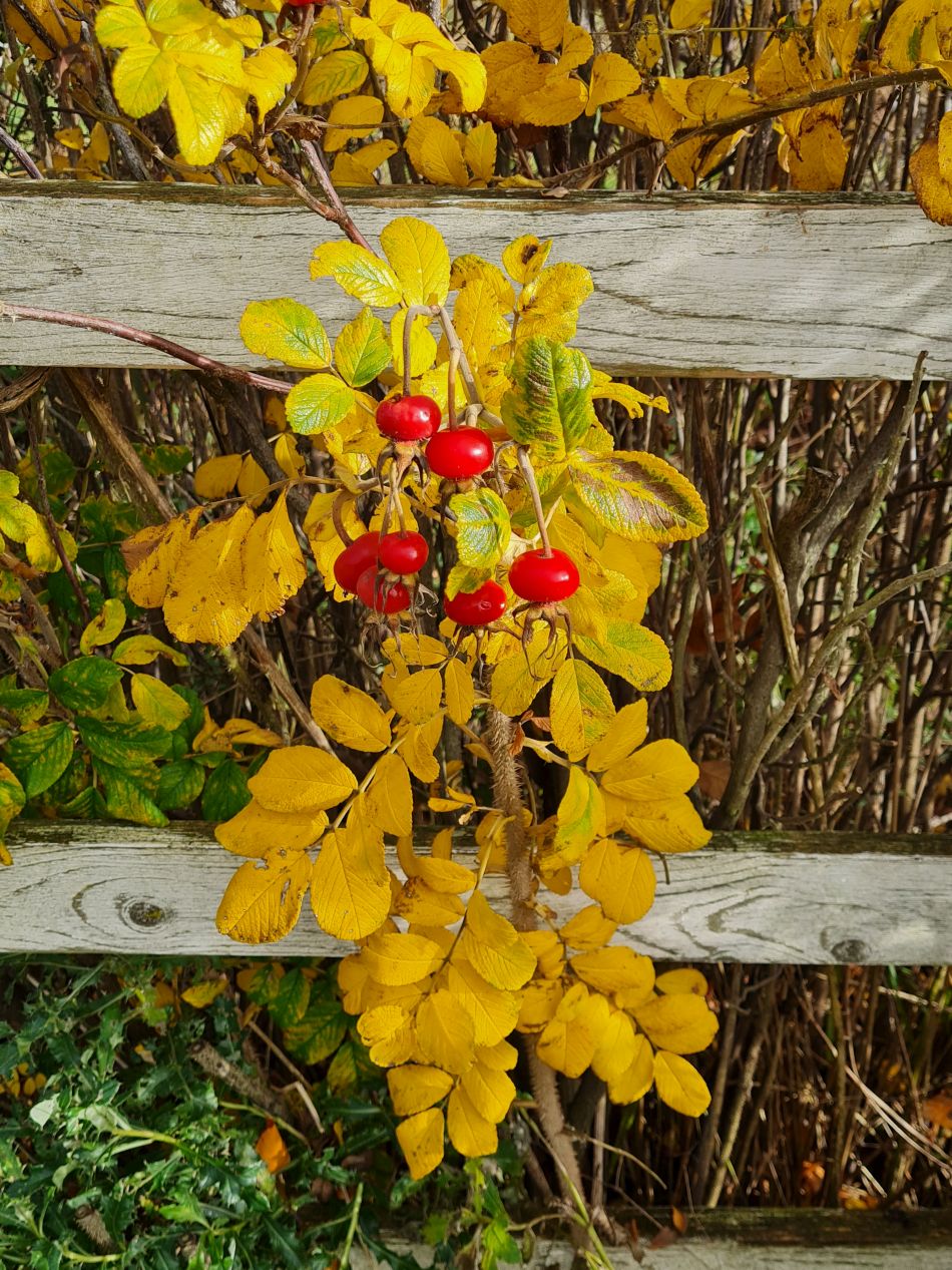 2023-11-21 18 Bure Park.jpg