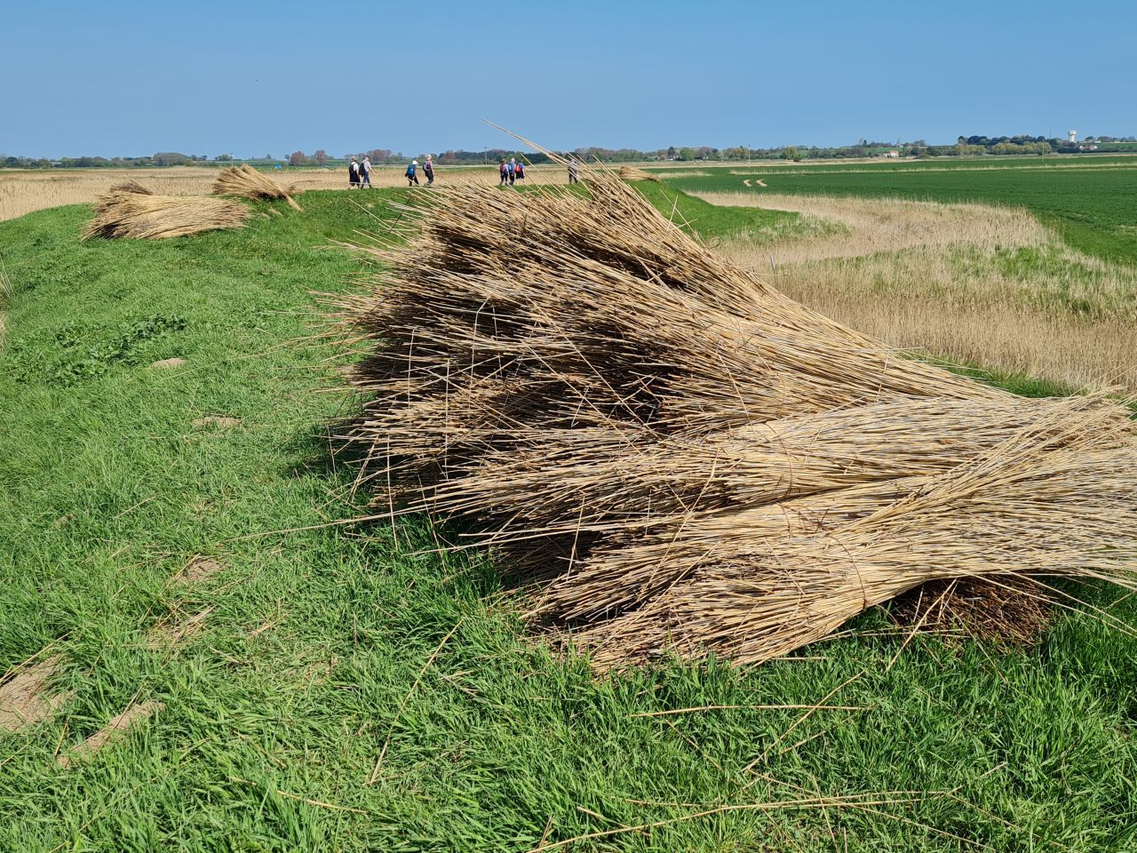 2025-04-27 05 Bure Pary and Mautby.jpg