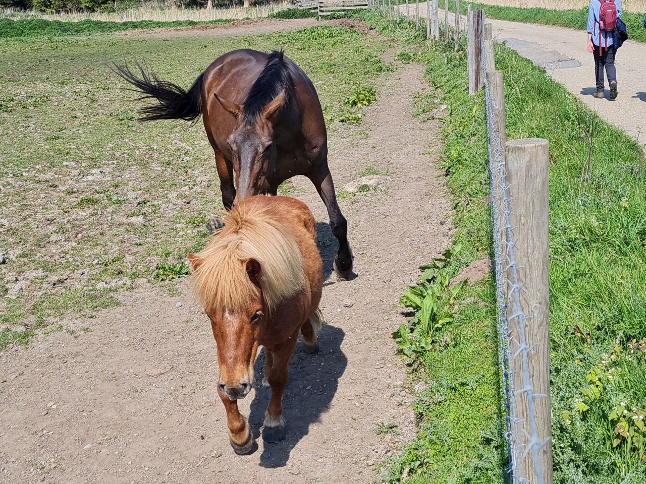 2025-04-27 11 Bure Pary and Mautby.jpg