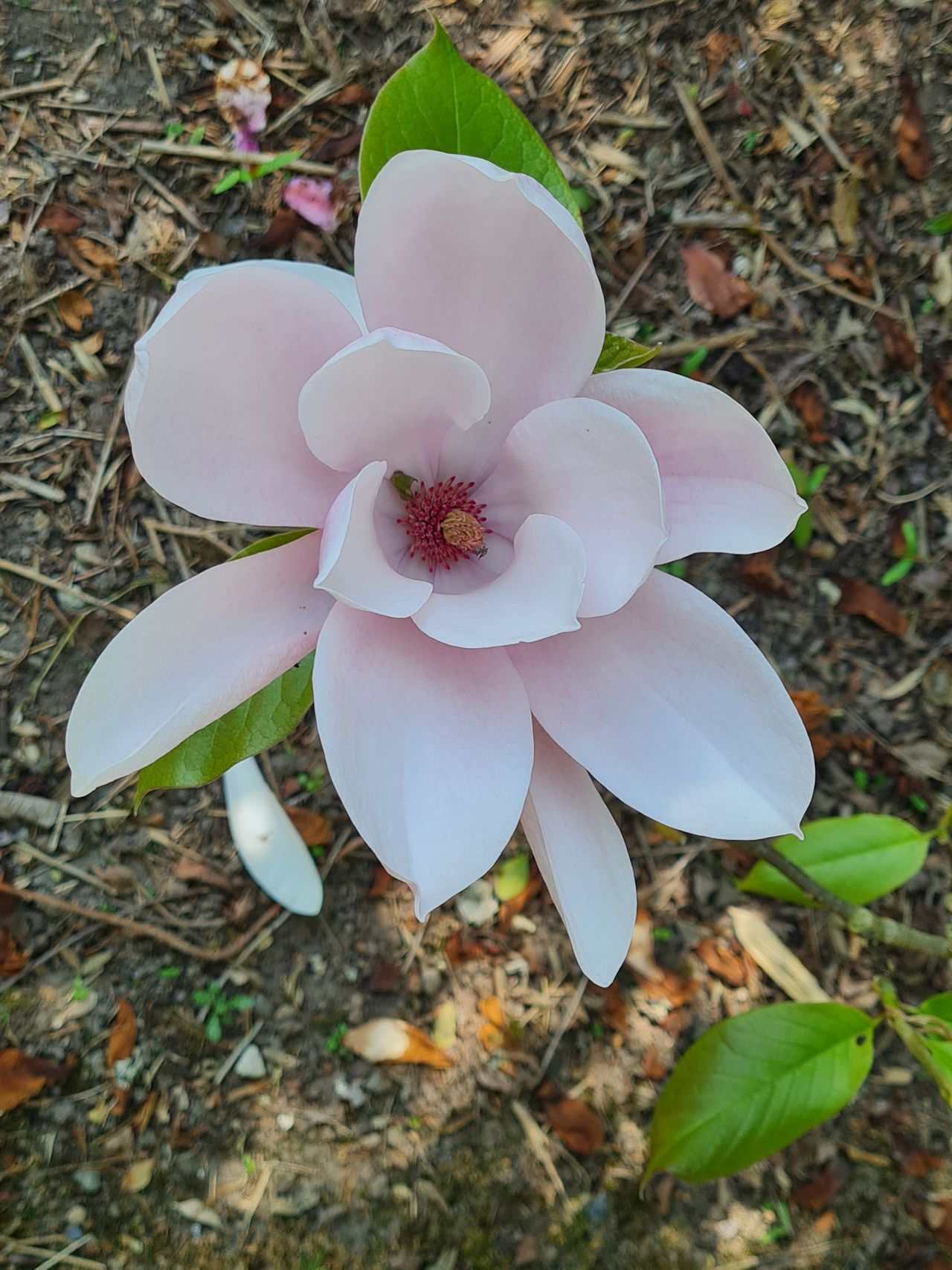 2025-04-27 14 Bure Pary and Mautby.jpg