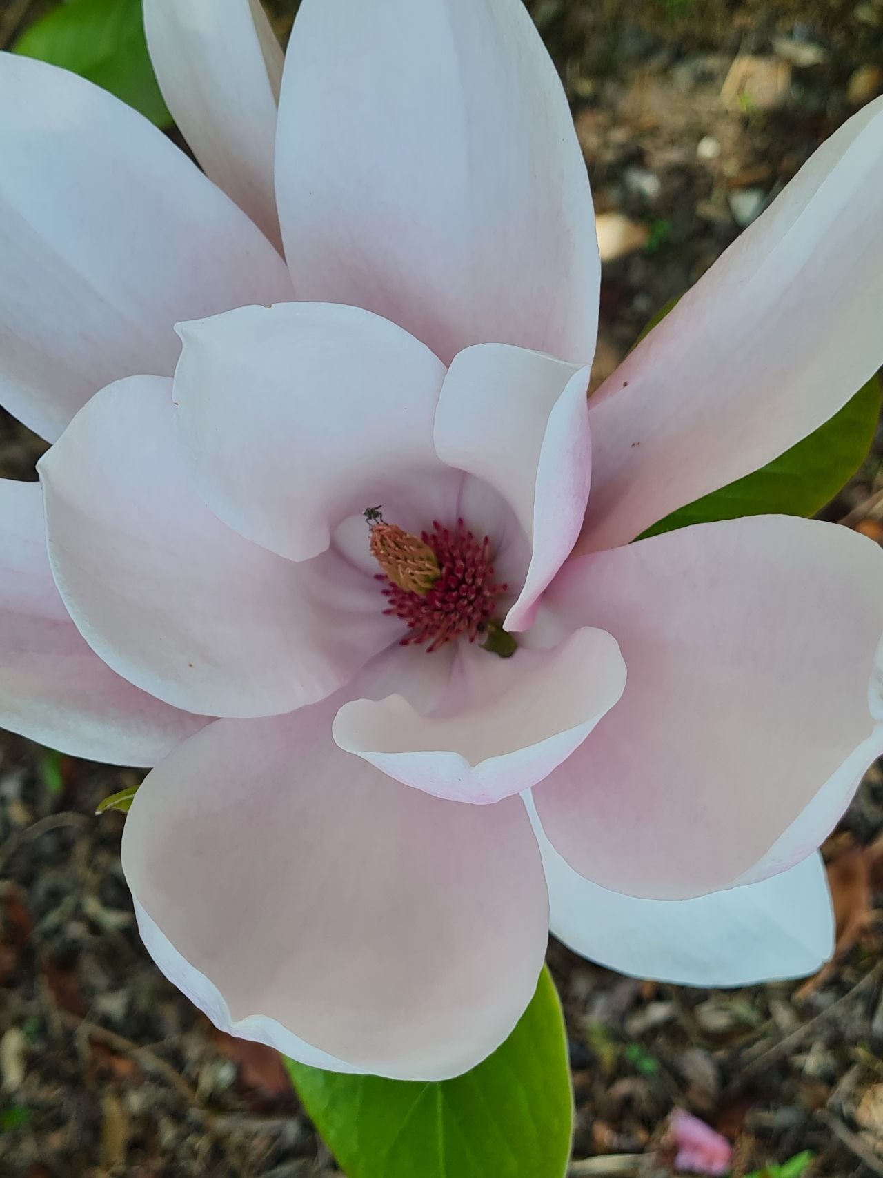 2025-04-27 15 Bure Pary and Mautby.jpg