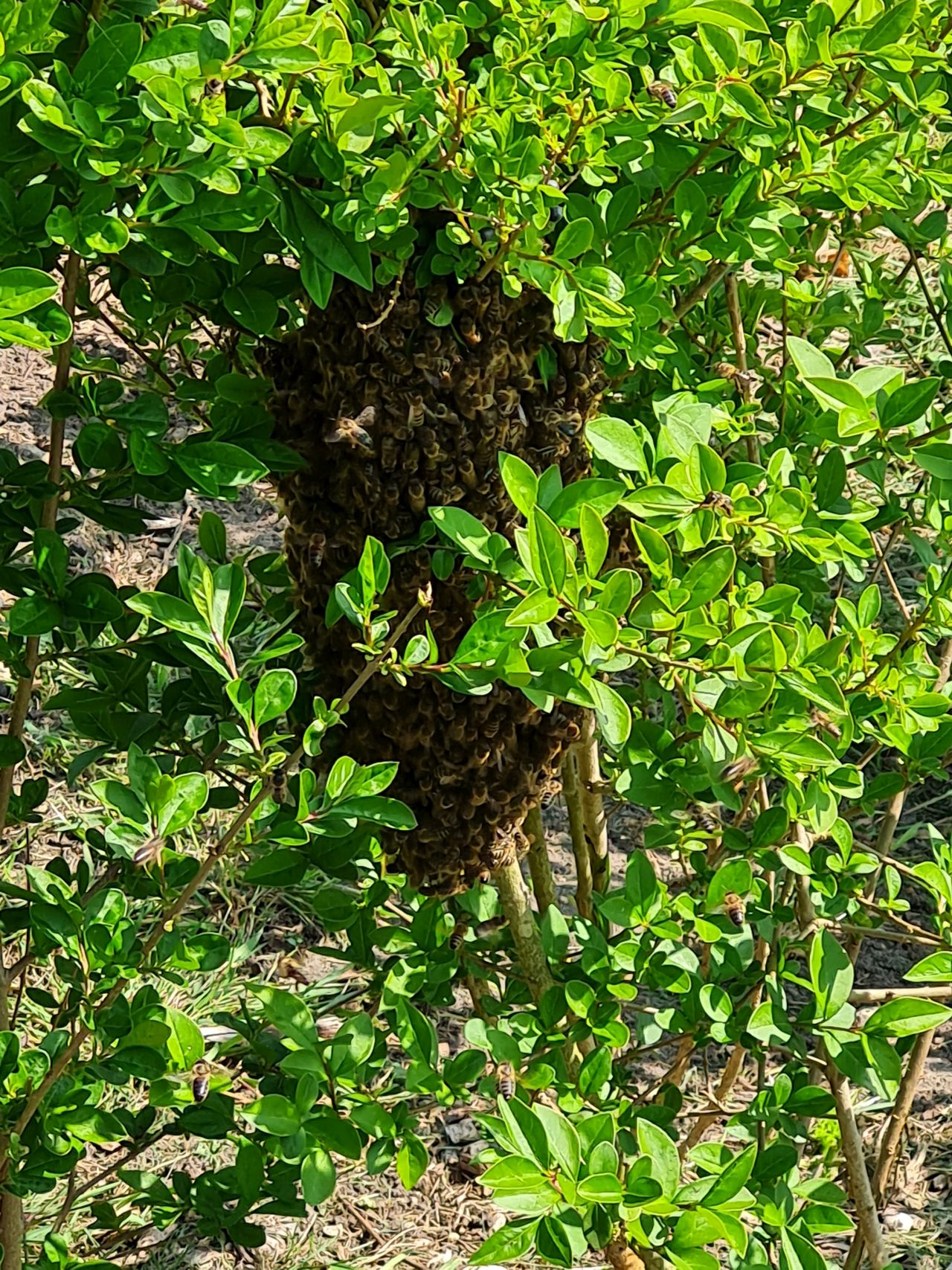 2025-04-27 33 Bee Swarm.jpg