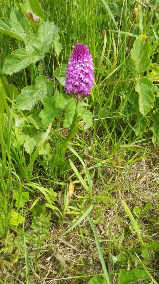 2020-06-20 03 Worlingworth and Fingal Street.jpg