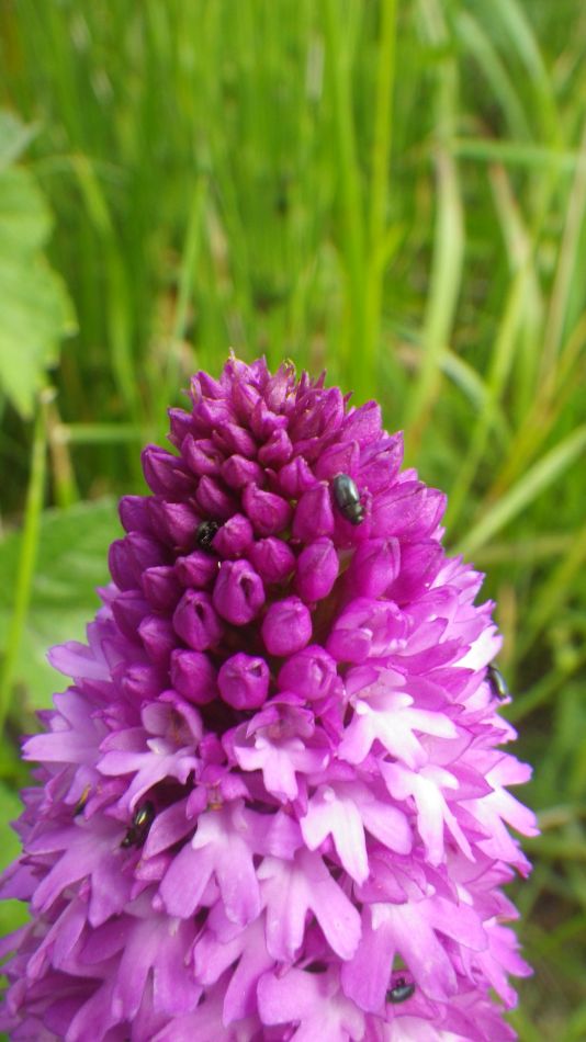 2020-06-20 05 Worlingworth and Fingal Street.jpg