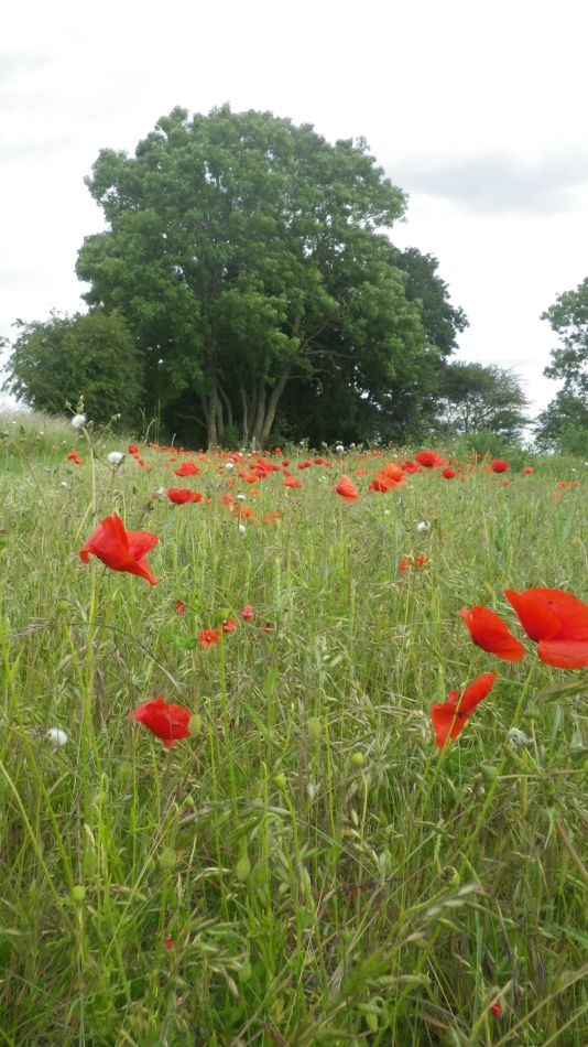 2020-06-20 07 Worlingworth and Fingal Street.jpg