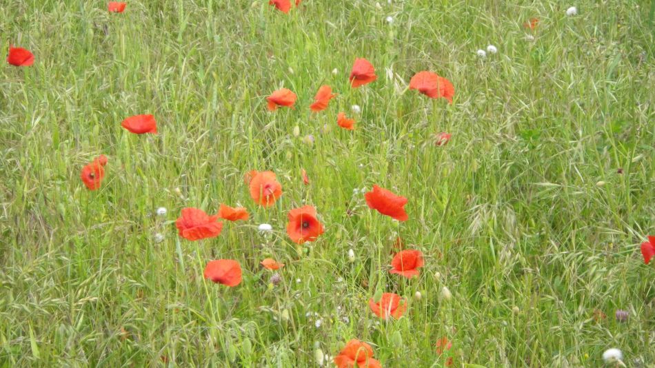 2020-06-20 08 Worlingworth and Fingal Street.jpg