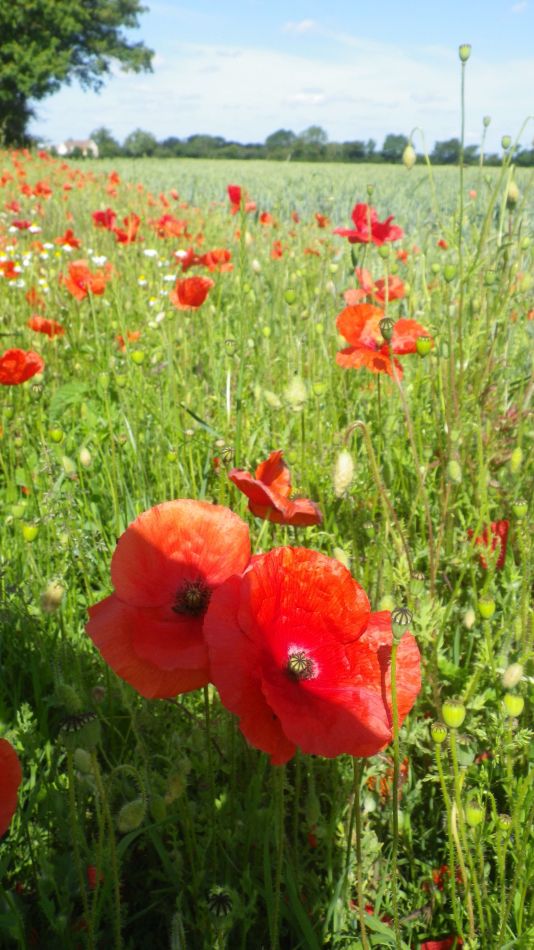 2020-06-22 03 Worlingworth and Southolt.jpg