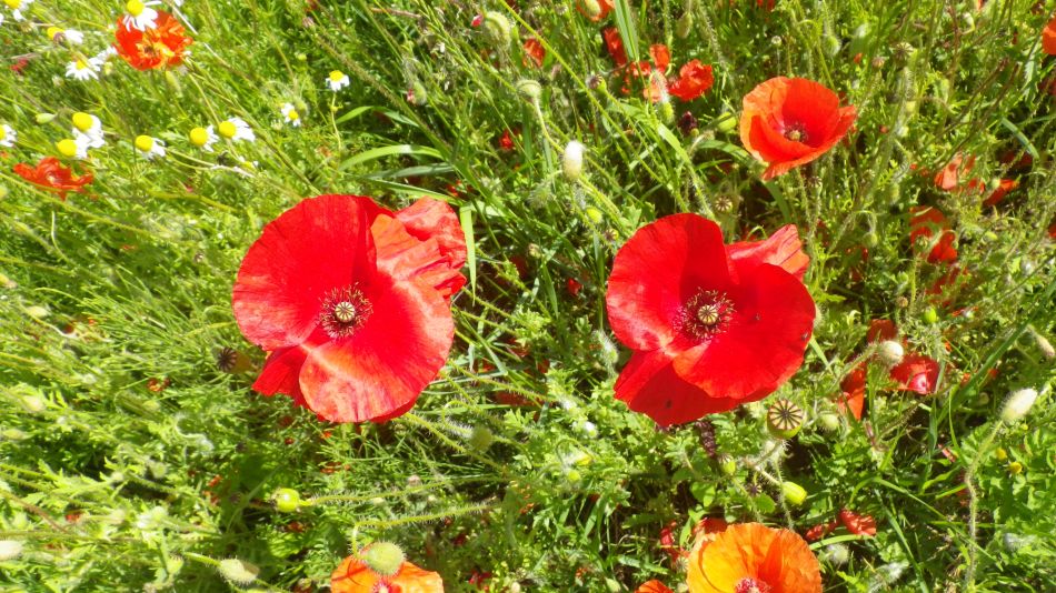 2020-06-22 04 Worlingworth and Southolt.jpg