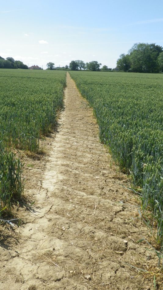 2020-06-22 05 Worlingworth and Southolt.jpg