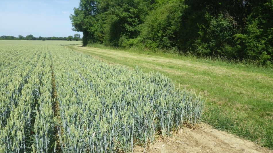 2020-06-22 06 Worlingworth and Southolt.jpg