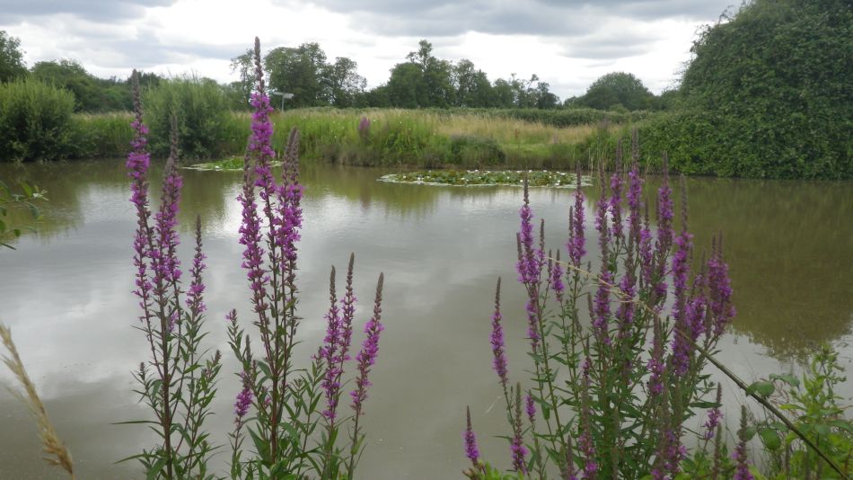 2020-07-15 13 Worlingworth Athelington.jpg