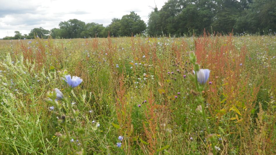 2020-07-15 16 Worlingworth Athelington.jpg