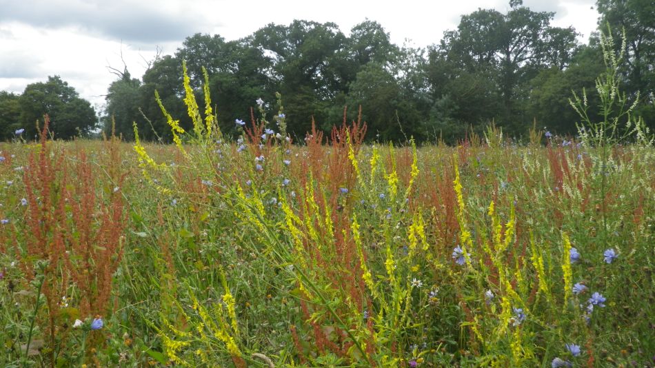 2020-07-15 17 Worlingworth Athelington.jpg