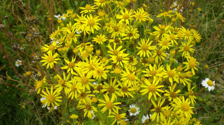 2020-07-15 18 Worlingworth Athelington.jpg