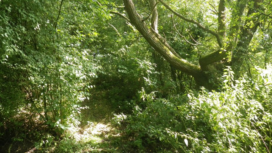 2016-08-31 05 Alburgh Denton and Darrow Wood.jpg