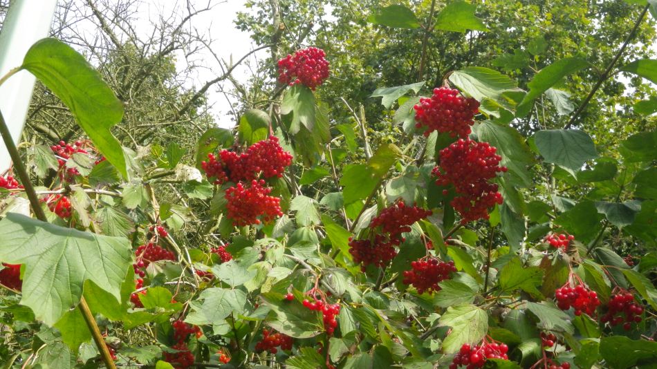 2016-08-31 12 Alburgh Denton and Darrow Wood.jpg