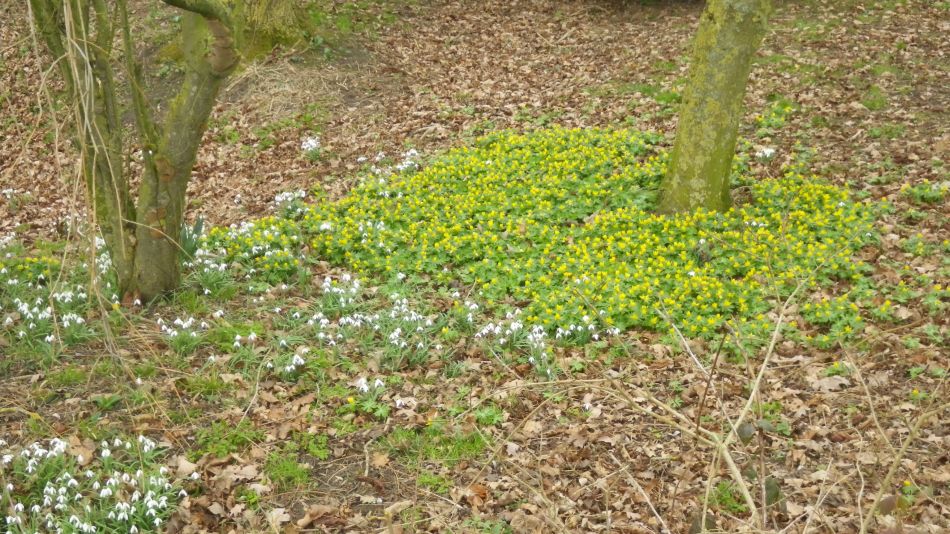 2019-02-20 08 Snow Drops and Aconites.JPG