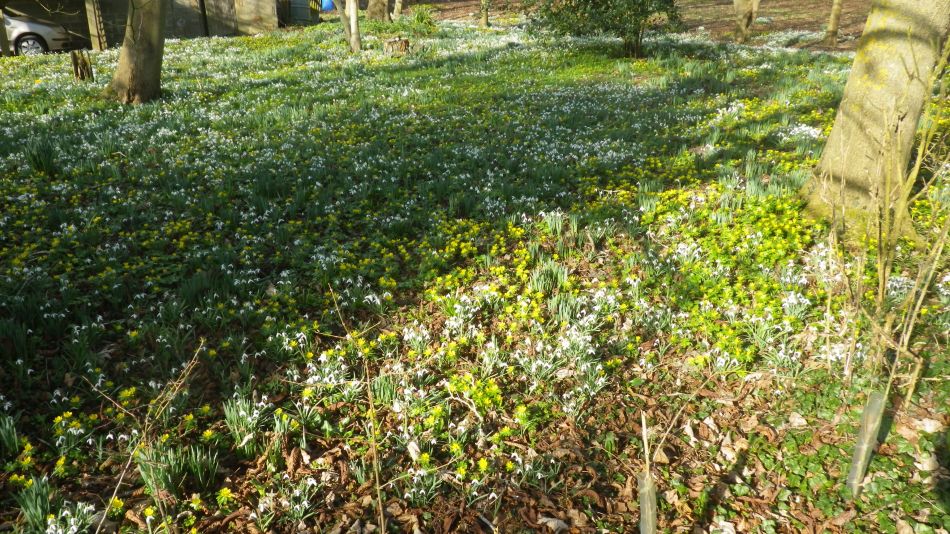 2019-02-20 09 Snow Drops and Aconites.JPG