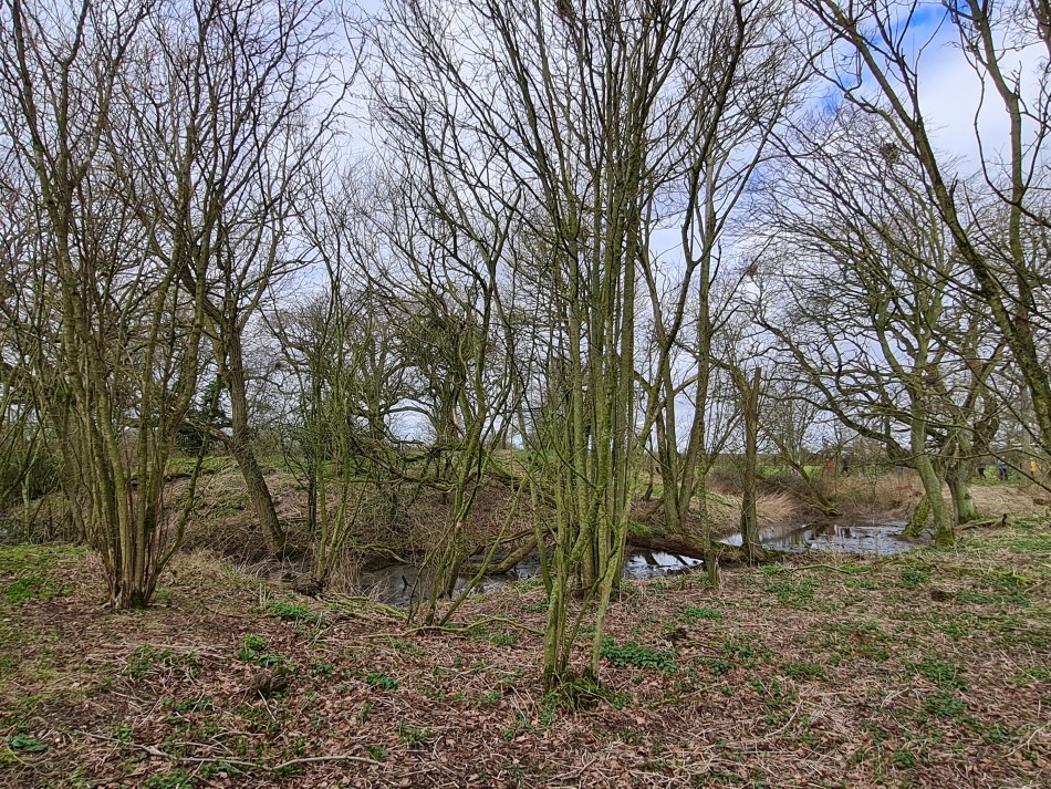 2022-02-23 07 Alburgh Denton Darrow Wood.jpg