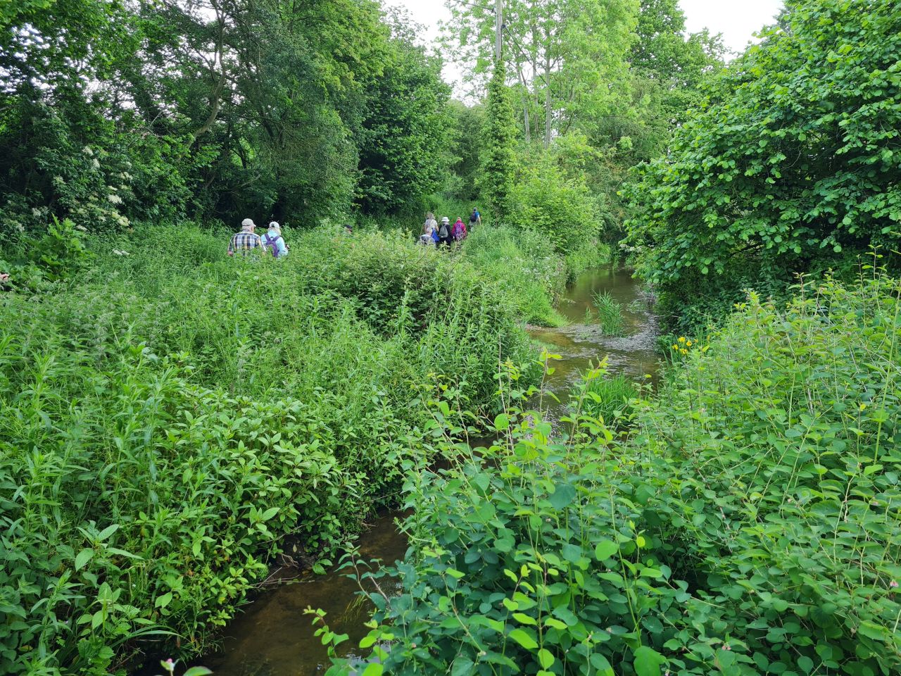 2024-05-29 03 Alburgh Denton and Darrow Wood.jpg