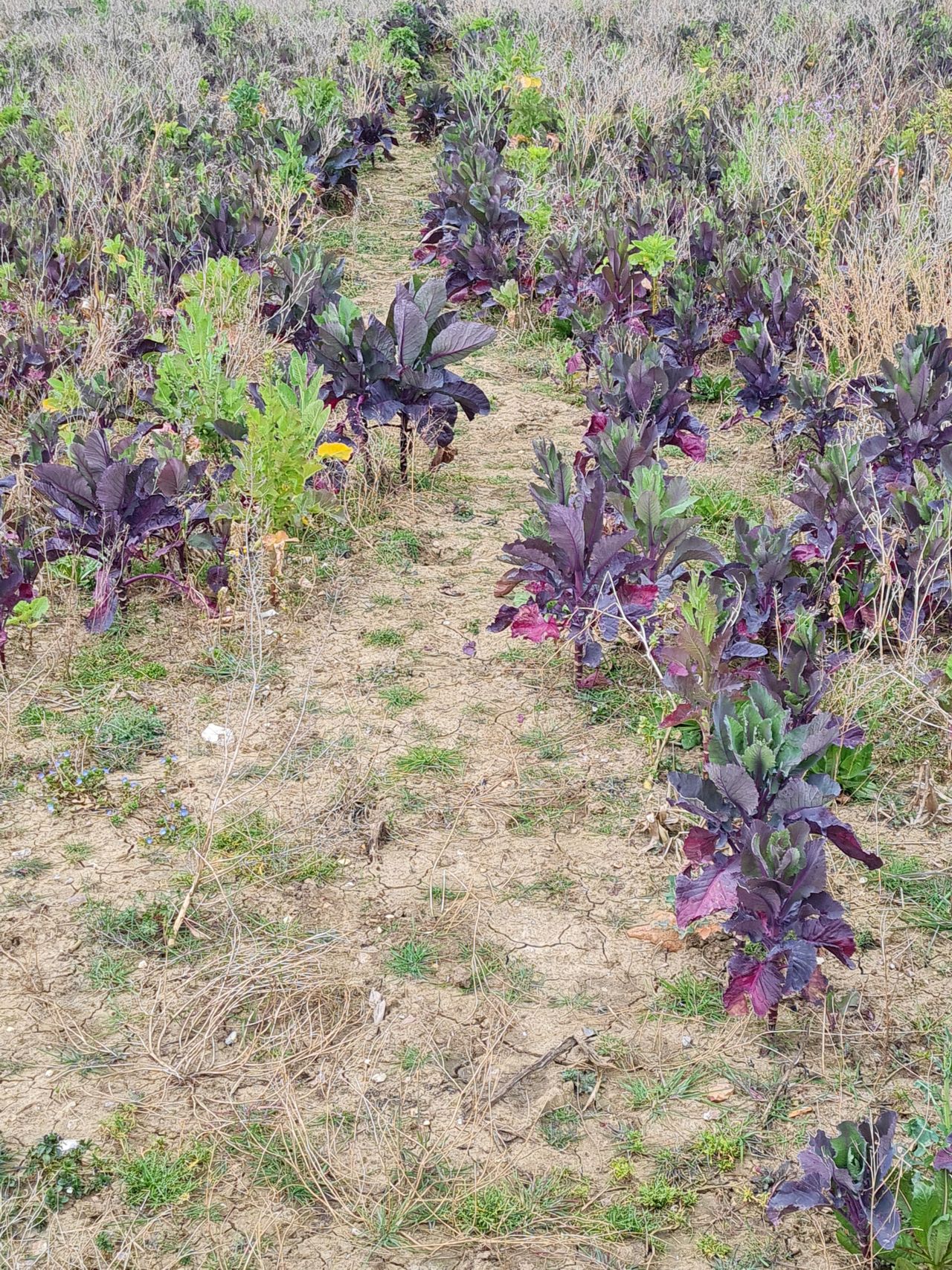 2025-03-22 02 Alburgh and Denton.jpg