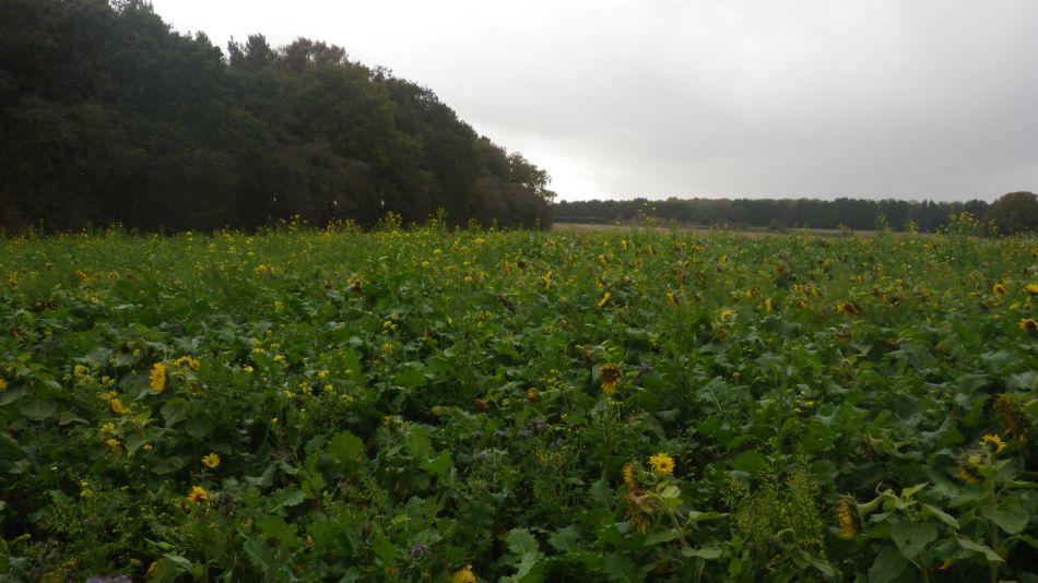 2020-09-05 01 Shotley and Pin Mill.jpg