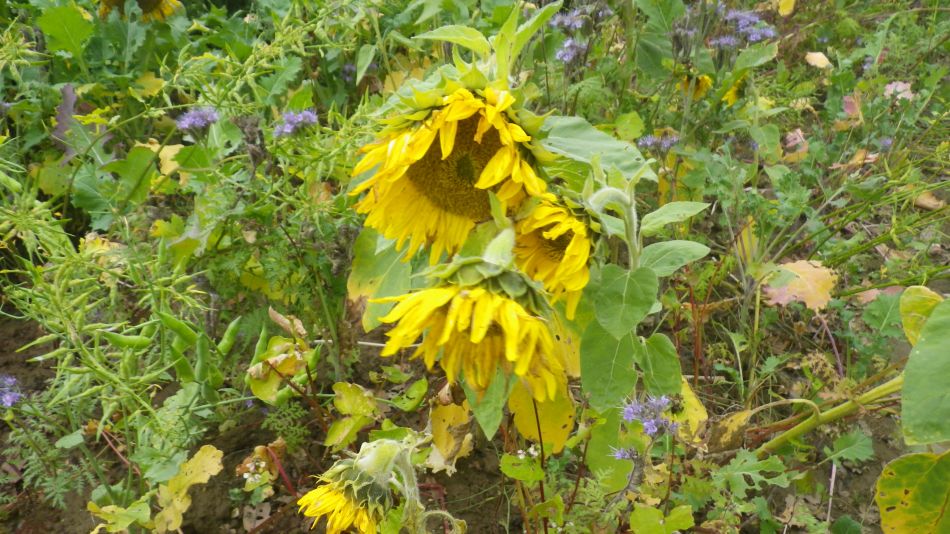 2020-09-05 02 Shotley and Pin Mill.jpg