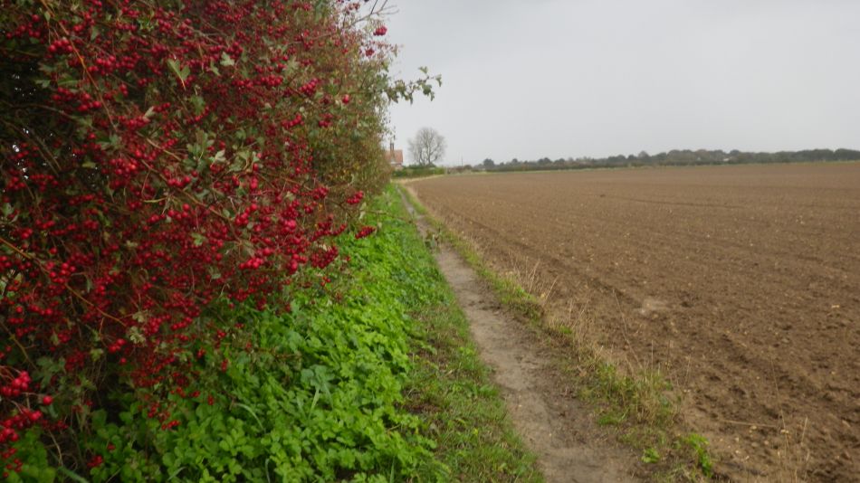2020-09-05 06 Shotley and Pin Mill.jpg