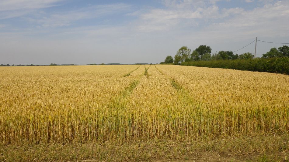 2016-07-20 06 Rumburgh Area.jpg