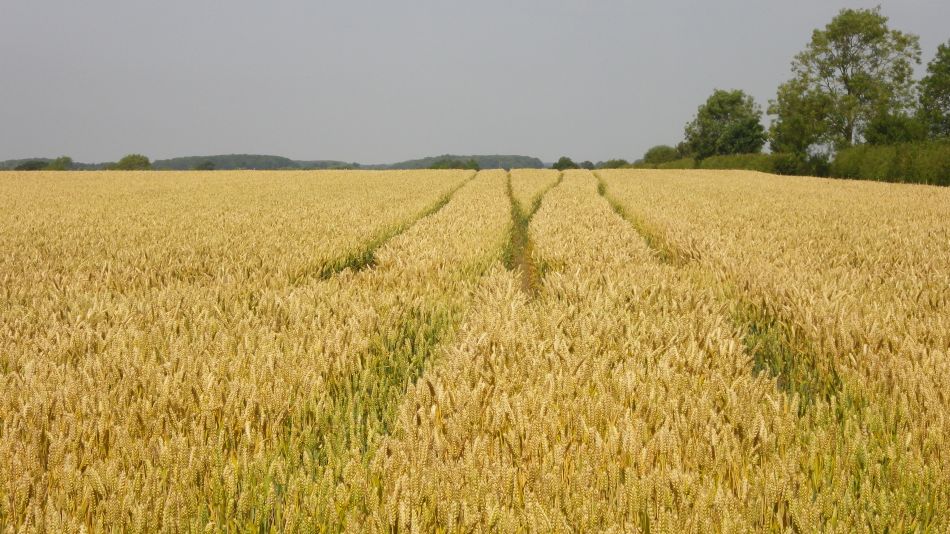 2016-07-20 12 Rumburgh Area.jpg