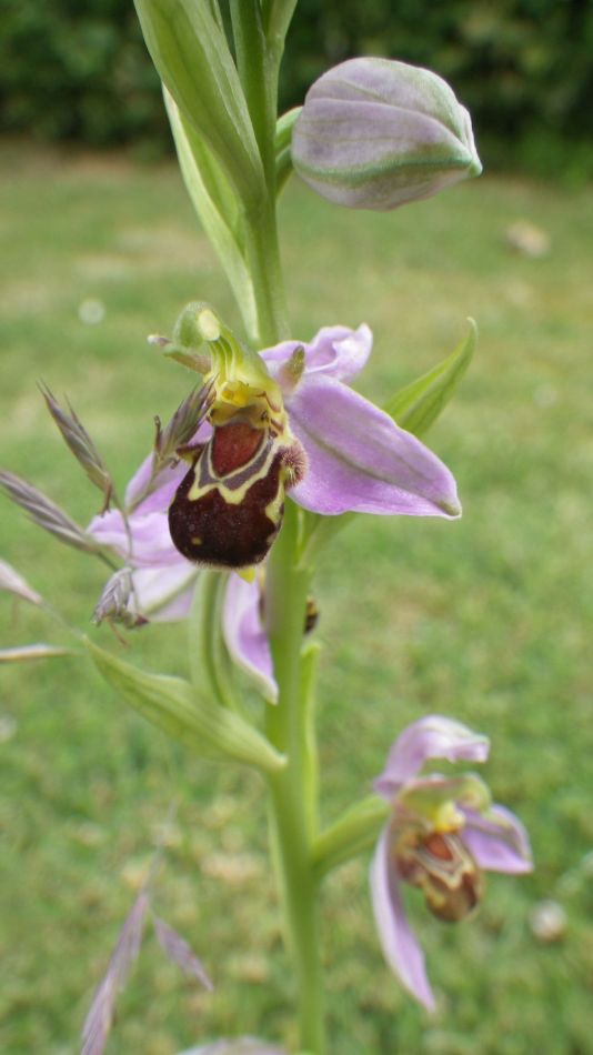 2018-06-13 04 Rumburgh.jpg