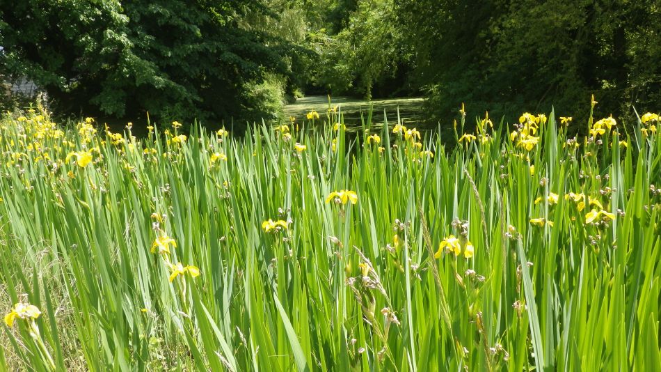 2018-06-13 07 Rumburgh.jpg