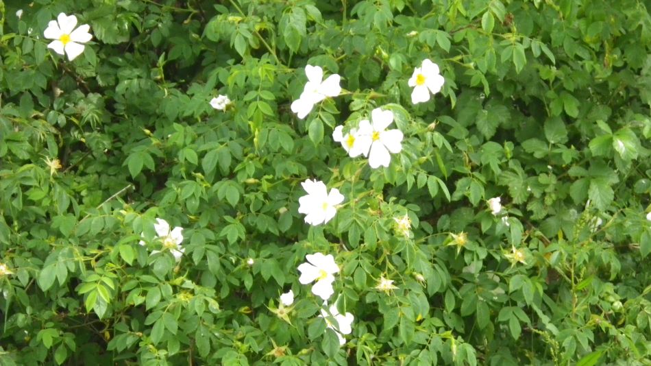 2019-06-05 03 Shotesham.JPG