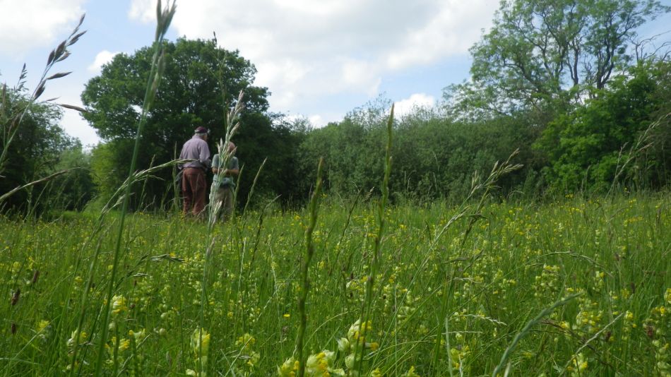 2019-06-05 11 Wild Meadow.JPG