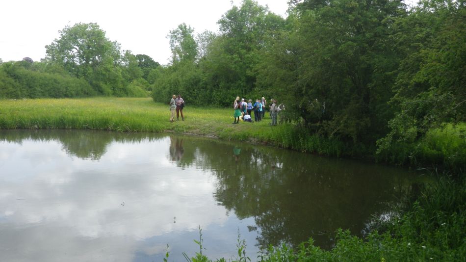 2019-06-05 13 Wild Meadow.JPG