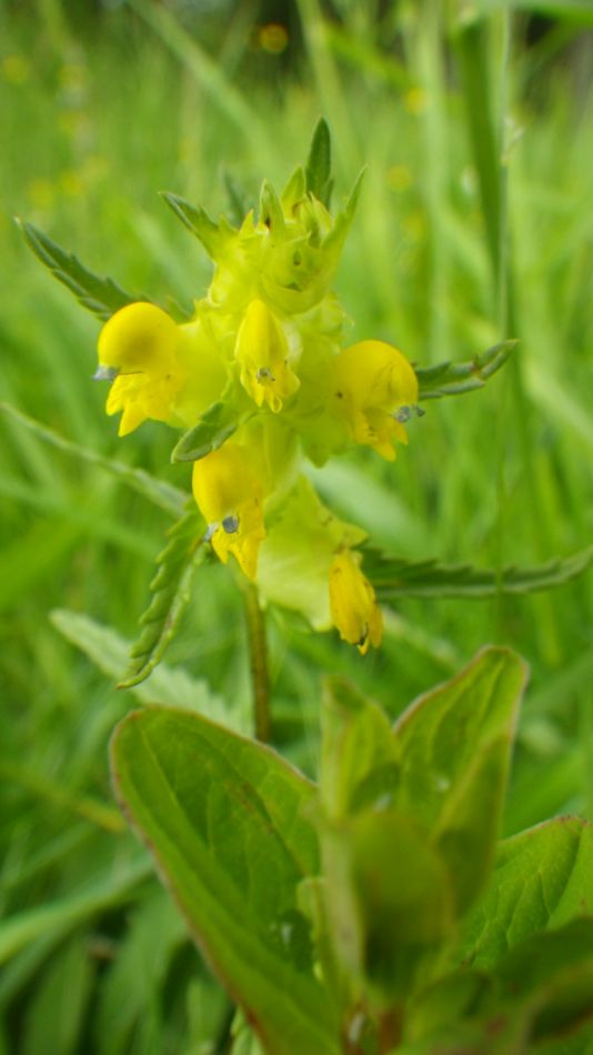 2019-06-05 15 Yellow Rattle.JPG