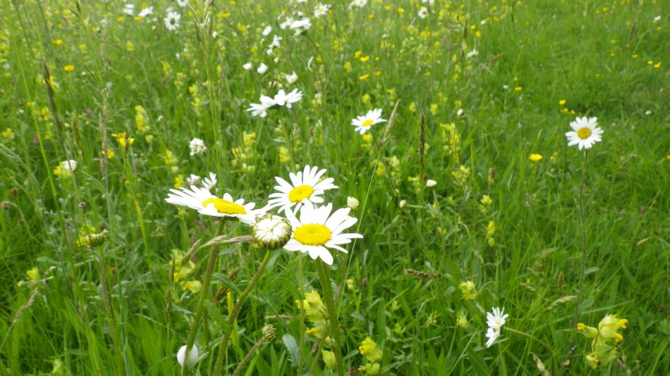 2019-06-05 16 Wild Meadow.JPG